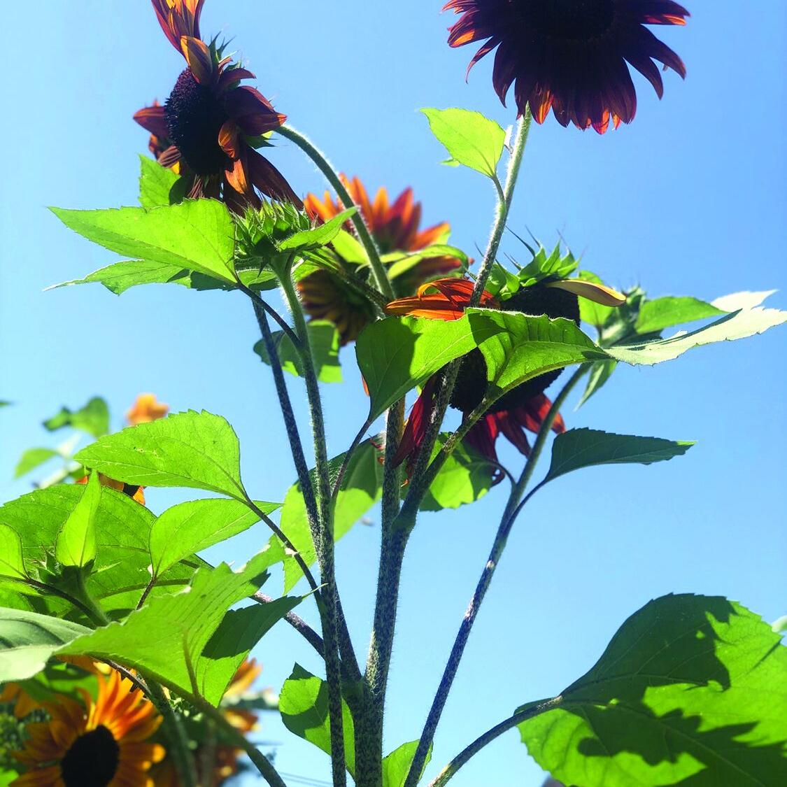 late summer shots vertical.jpg